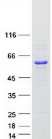 Coomassie blue staining of purified KLHL42 protein (Cat# TP311065). The protein was produced from HEK293T cells transfected with KLHL42 cDNA clone (Cat# RC211065) using MegaTran 2.0 (Cat# TT210002).