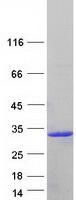 Coomassie blue staining of purified IFNA8 protein (Cat# TP311169). The protein was produced from HEK293T cells transfected with IFNA8 cDNA clone (Cat# RC211169) using MegaTran 2.0 (Cat# TT210002).