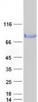 Coomassie blue staining of purified NECTIN1 protein (Cat# TP311214). The protein was produced from HEK293T cells transfected with NECTIN1 cDNA clone (Cat# RC211214) using MegaTran 2.0 (Cat# TT210002).
