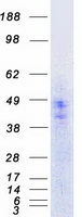 Coomassie blue staining of purified HTR5A protein (Cat# TP311300). The protein was produced from HEK293T cells transfected with HTR5A cDNA clone (Cat# RC211300) using MegaTran 2.0 (Cat# TT210002).