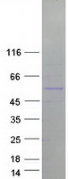 Coomassie blue staining of purified TRIM50 protein (Cat# TP311340). The protein was produced from HEK293T cells transfected with TRIM50 cDNA clone (Cat# RC211340) using MegaTran 2.0 (Cat# TT210002).