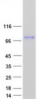 Coomassie blue staining of purified ENGASE protein (Cat# TP311494). The protein was produced from HEK293T cells transfected with ENGASE cDNA clone (Cat# RC211494) using MegaTran 2.0 (Cat# TT210002).