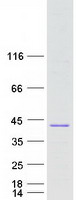 Coomassie blue staining of purified C8orf74 protein (Cat# TP311516). The protein was produced from HEK293T cells transfected with C8orf74 cDNA clone (Cat# RC211516) using MegaTran 2.0 (Cat# TT210002).