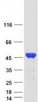 Coomassie blue staining of purified CEP41 protein (Cat# TP311962). The protein was produced from HEK293T cells transfected with CEP41 cDNA clone (Cat# RC211962) using MegaTran 2.0 (Cat# TT210002).