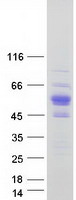 Coomassie blue staining of purified ZNF704 protein (Cat# TP312004). The protein was produced from HEK293T cells transfected with ZNF704 cDNA clone (Cat# RC212004) using MegaTran 2.0 (Cat# TT210002).