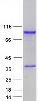 Coomassie blue staining of purified ZNF579 protein (Cat# TP312132). The protein was produced from HEK293T cells transfected with ZNF579 cDNA clone (Cat# RC212132) using MegaTran 2.0 (Cat# TT210002).