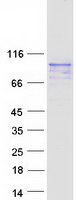 Coomassie blue staining of purified C19orf44 protein (Cat# TP312200). The protein was produced from HEK293T cells transfected with C19orf44 cDNA clone (Cat# RC212200) using MegaTran 2.0 (Cat# TT210002).