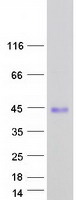 Coomassie blue staining of purified SHFL protein (Cat# TP312344). The protein was produced from HEK293T cells transfected with SHFL cDNA clone (Cat# RC212344) using MegaTran 2.0 (Cat# TT210002).