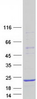 Coomassie blue staining of purified CALML4 protein (Cat# TP312356). The protein was produced from HEK293T cells transfected with CALML4 cDNA clone (Cat# RC212356) using MegaTran 2.0 (Cat# TT210002).