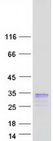Coomassie blue staining of purified LY6K protein (Cat# TP312498). The protein was produced from HEK293T cells transfected with LY6K cDNA clone (Cat# RC212498) using MegaTran 2.0 (Cat# TT210002).
