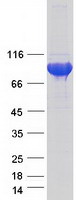 Coomassie blue staining of purified SHCBP1L protein (Cat# TP312537). The protein was produced from HEK293T cells transfected with SHCBP1L cDNA clone (Cat# RC212537) using MegaTran 2.0 (Cat# TT210002).