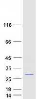 Coomassie blue staining of purified FAM177B protein (Cat# TP312603). The protein was produced from HEK293T cells transfected with FAM177B cDNA clone (Cat# RC212603) using MegaTran 2.0 (Cat# TT210002).