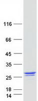 Coomassie blue staining of purified RANGRF protein (Cat# TP312668). The protein was produced from HEK293T cells transfected with RANGRF cDNA clone (Cat# RC212668) using MegaTran 2.0 (Cat# TT210002).