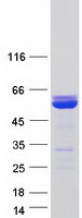 Coomassie blue staining of purified XRCC4 protein (Cat# TP312684). The protein was produced from HEK293T cells transfected with XRCC4 cDNA clone (Cat# RC212684) using MegaTran 2.0 (Cat# TT210002).