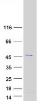 Coomassie blue staining of purified FAM102A protein (Cat# TP312713). The protein was produced from HEK293T cells transfected with FAM102A cDNA clone (Cat# RC212713) using MegaTran 2.0 (Cat# TT210002).