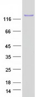 Coomassie blue staining of purified C19orf57 protein (Cat# TP312766). The protein was produced from HEK293T cells transfected with C19orf57 cDNA clone (Cat# RC212766) using MegaTran 2.0 (Cat# TT210002).