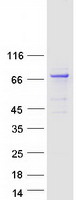 Coomassie blue staining of purified KLHL17 protein (Cat# TP312782). The protein was produced from HEK293T cells transfected with KLHL17 cDNA clone (Cat# RC212782) using MegaTran 2.0 (Cat# TT210002).