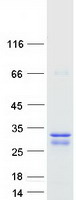 Coomassie blue staining of purified LOC285908 protein (Cat# TP312799). The protein was produced from HEK293T cells transfected with LOC285908 cDNA clone (Cat# RC212799) using MegaTran 2.0 (Cat# TT210002).