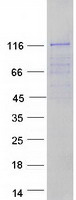 Coomassie blue staining of purified FMNL3 protein (Cat# TP312876). The protein was produced from HEK293T cells transfected with FMNL3 cDNA clone (Cat# RC212876) using MegaTran 2.0 (Cat# TT210002).