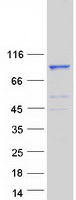 Coomassie blue staining of purified NUGGC protein (Cat# TP313017). The protein was produced from HEK293T cells transfected with NUGGC cDNA clone (Cat# RC213017) using MegaTran 2.0 (Cat# TT210002).