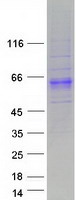 Coomassie blue staining of purified PXYLP1 protein (Cat# TP313267). The protein was produced from HEK293T cells transfected with PXYLP1 cDNA clone (Cat# RC213267) using MegaTran 2.0 (Cat# TT210002).
