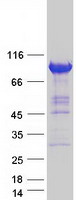 Coomassie blue staining of purified ZW10 protein (Cat# TP313297). The protein was produced from HEK293T cells transfected with ZW10 cDNA clone (Cat# RC213297) using MegaTran 2.0 (Cat# TT210002).