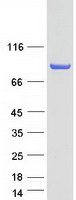 Coomassie blue staining of purified GGA3 protein (Cat# TP313361). The protein was produced from HEK293T cells transfected with GGA3 cDNA clone (Cat# RC213361) using MegaTran 2.0 (Cat# TT210002).