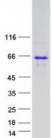 Coomassie blue staining of purified LNPK protein (Cat# TP313378). The protein was produced from HEK293T cells transfected with LNPK cDNA clone (Cat# RC213378) using MegaTran 2.0 (Cat# TT210002).