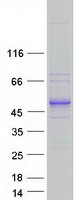 Coomassie blue staining of purified KIAA0930 protein (Cat# TP313426). The protein was produced from HEK293T cells transfected with KIAA0930 cDNA clone (Cat# RC213426) using MegaTran 2.0 (Cat# TT210002).