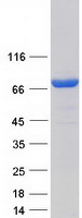 Coomassie blue staining of purified VPS9D1 protein (Cat# TP313489). The protein was produced from HEK293T cells transfected with VPS9D1 cDNA clone (Cat# RC213489) using MegaTran 2.0 (Cat# TT210002).