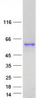 Coomassie blue staining of purified SEPTIN8 protein (Cat# TP313550). The protein was produced from HEK293T cells transfected with SEPTIN8 cDNA clone (Cat# RC213550) using MegaTran 2.0 (Cat# TT210002).