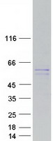 Coomassie blue staining of purified MIPOL1 protein (Cat# TP313582). The protein was produced from HEK293T cells transfected with MIPOL1 cDNA clone (Cat# RC213582) using MegaTran 2.0 (Cat# TT210002).