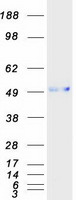 Coomassie blue staining of purified CADM4 protein (Cat# TP313683). The protein was produced from HEK293T cells transfected with CADM4 cDNA clone (Cat# RC213683) using MegaTran 2.0 (Cat# TT210002).