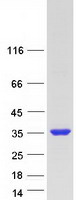 Coomassie blue staining of purified FAM9B protein (Cat# TP313736). The protein was produced from HEK293T cells transfected with FAM9B cDNA clone (Cat# RC213736) using MegaTran 2.0 (Cat# TT210002).