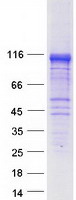 Coomassie blue staining of purified RIN2 protein (Cat# TP313759). The protein was produced from HEK293T cells transfected with RIN2 cDNA clone (Cat# RC213759) using MegaTran 2.0 (Cat# TT210002).