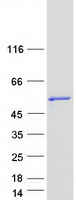 Coomassie blue staining of purified CLNK protein (Cat# TP313867). The protein was produced from HEK293T cells transfected with CLNK cDNA clone (Cat# RC213867) using MegaTran 2.0 (Cat# TT210002).