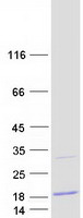 Coomassie blue staining of purified C20orf27 protein (Cat# TP313954). The protein was produced from HEK293T cells transfected with C20orf27 cDNA clone (Cat# RC213954) using MegaTran 2.0 (Cat# TT210002).