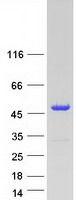 Coomassie blue staining of purified ADPRM protein (Cat# TP313957). The protein was produced from HEK293T cells transfected with ADPRM cDNA clone (Cat# RC213957) using MegaTran 2.0 (Cat# TT210002).