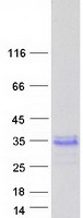 Coomassie blue staining of purified GAGE13 protein (Cat# TP313979). The protein was produced from HEK293T cells transfected with GAGE13 cDNA clone (Cat# RC213979) using MegaTran 2.0 (Cat# TT210002).