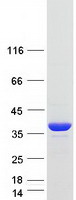 Coomassie blue staining of purified DNAJB13 protein (Cat# TP314119). The protein was produced from HEK293T cells transfected with DNAJB13 cDNA clone (Cat# RC214119) using MegaTran 2.0 (Cat# TT210002).