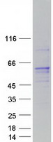 Coomassie blue staining of purified RCBTB1 protein (Cat# TP314169). The protein was produced from HEK293T cells transfected with RCBTB1 cDNA clone (Cat# RC214169) using MegaTran 2.0 (Cat# TT210002).