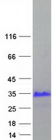 Coomassie blue staining of purified XAGE3 protein (Cat# TP314210). The protein was produced from HEK293T cells transfected with XAGE3 cDNA clone (Cat# RC214210) using MegaTran 2.0 (Cat# TT210002).