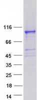 Coomassie blue staining of purified OPHN1 protein (Cat# TP314215). The protein was produced from HEK293T cells transfected with OPHN1 cDNA clone (Cat# RC214215) using MegaTran 2.0 (Cat# TT210002).