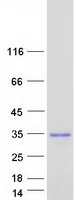 Coomassie blue staining of purified SPIN4 protein (Cat# TP314332). The protein was produced from HEK293T cells transfected with SPIN4 cDNA clone (Cat# RC214332) using MegaTran 2.0 (Cat# TT210002).