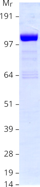 Coomassie blue staining of purified TAOK2 protein (Cat# TP314344). The protein was produced from HEK293T cells transfected with TAOK2 cDNA clone (Cat# RC214344) using MegaTran 2.0 (Cat# TT210002).