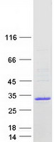 Coomassie blue staining of purified CABP2 protein (Cat# TP314556). The protein was produced from HEK293T cells transfected with CABP2 cDNA clone (Cat# RC214556) using MegaTran 2.0 (Cat# TT210002).