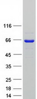 Coomassie blue staining of purified SETD3 protein (Cat# TP314566). The protein was produced from HEK293T cells transfected with SETD3 cDNA clone (Cat# RC214566) using MegaTran 2.0 (Cat# TT210002).