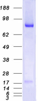 Coomassie blue staining of purified MALT1 protein (Cat# TP314639). The protein was produced from HEK293T cells transfected with MALT1 cDNA clone (Cat# RC214639) using MegaTran 2.0 (Cat# TT210002).