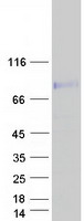 Coomassie blue staining of purified CCDC85A protein (Cat# TP314649). The protein was produced from HEK293T cells transfected with CCDC85A cDNA clone (Cat# RC214649) using MegaTran 2.0 (Cat# TT210002).