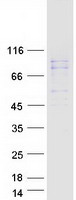 Coomassie blue staining of purified DHX35 protein (Cat# TP314668). The protein was produced from HEK293T cells transfected with DHX35 cDNA clone (Cat# RC214668) using MegaTran 2.0 (Cat# TT210002).